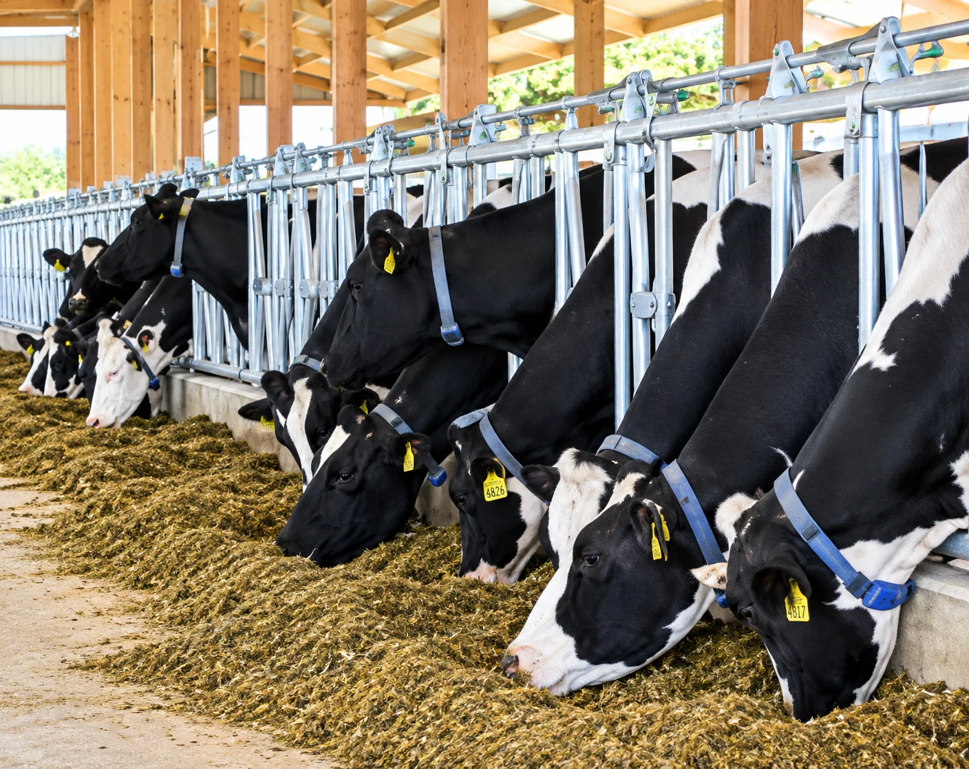 Dairy cows resting comfortably in modular floor-mounted free stalls