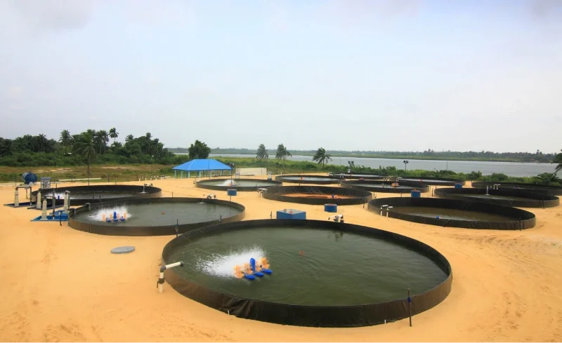 Covered recirculating aquaculture system (RAS) facility